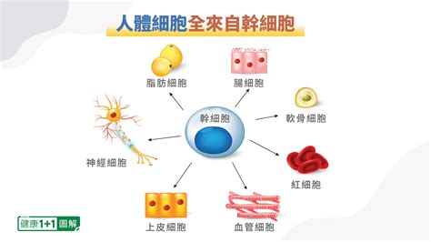 幹細胞是「長生不老丹」？吃對食物增加幹細胞 地中海飲食 紅茶 黑巧克力 大紀元