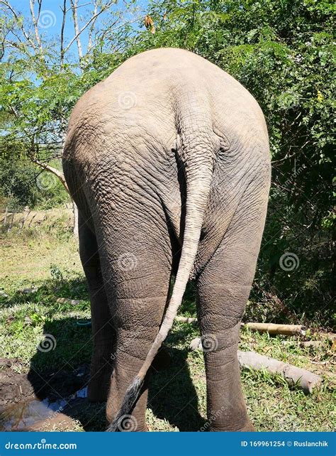 Rear Of An Elephant Stock Photo Image Of Wildlife Texture