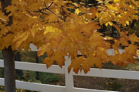 Sycamore Tree Bright in Fall Color Stock Image - Image of deciduous ...