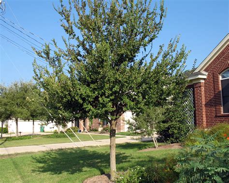 Landscape Trees For Austin Photos Of Trees For The Austin Area