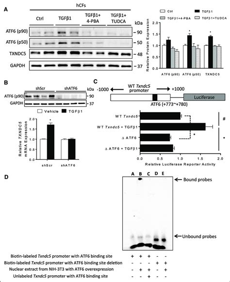 Transforming Growth Factor β1 Tgfβ1 Induces Txndc5 Thioredoxin