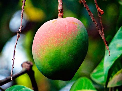 Mudas Frut Feras Manga Mangifera Indica