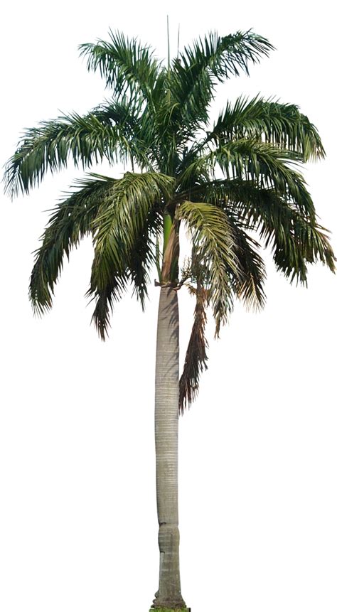 Download Hd Tropic Trees Palm Tree Png Palm Trees Tropical Gardens