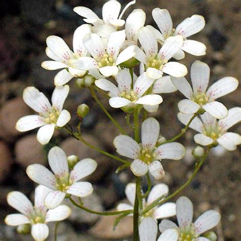 Saxifrage Flower | Best Flower Site