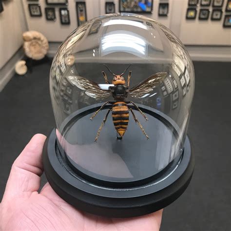 Japanese Giant Hornet Queen