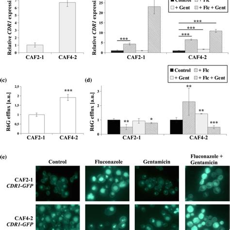 A Relative Erg11 Gene Expression In The Candida Albicans Caf42