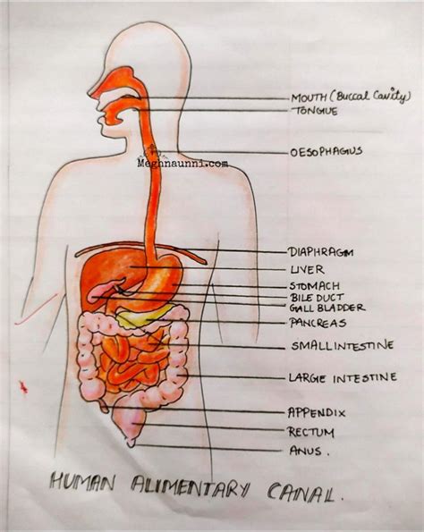 Alimentary Canal Diagram And Functions Alimentary Canal Diag