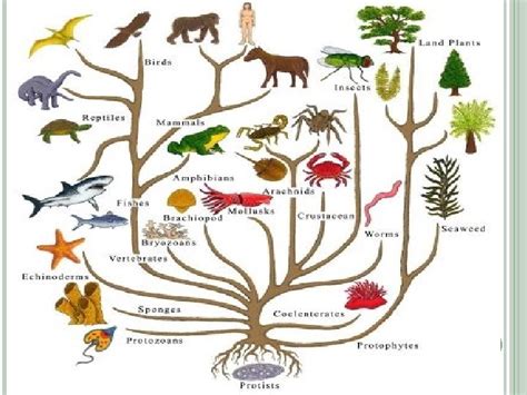 Charles Darwin Theory Of Evolution As A Mechanistic