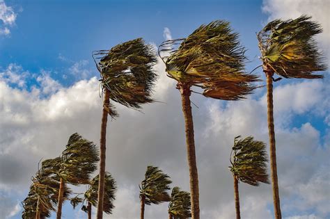 Palm Trees Wind Windy Free Photo On Pixabay Pixabay