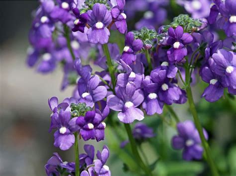 Angelonia Flowers - Tips For Growing Angelonia Summer Snapdragons ...