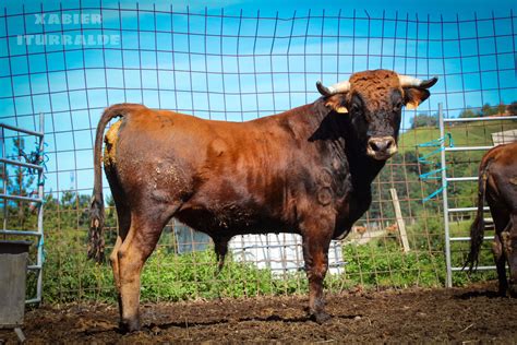 Vacas y Toros para el Concurso de Ganaderías de Tolosa