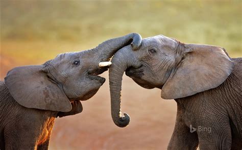 Elephants in Addo Elephant National Park-2016 Bing Desktop Wallpaper ...