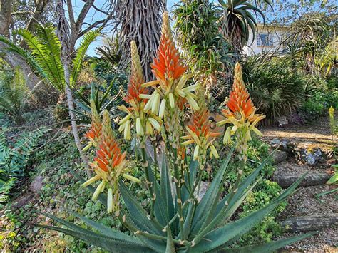 Aloe Wickensii Wickens Aloe World Of Succulents