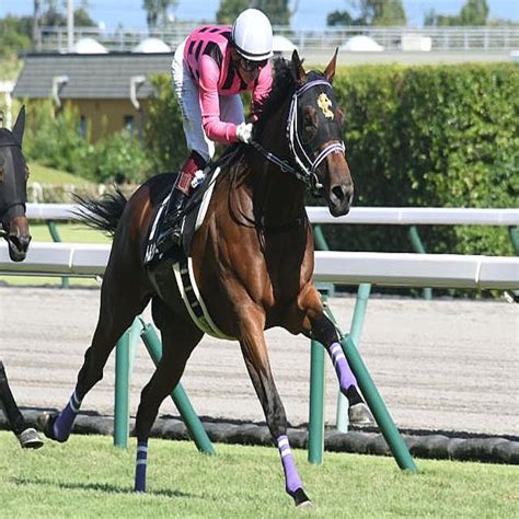 【共同通信杯出走馬・騎手確定】ダノンザタイガー＆川田将雅騎手、ファントムシーフ＆ルメール騎手など12頭 2023年2月9日掲載