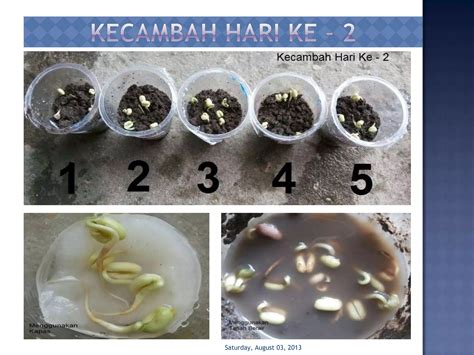 Pengamatan Pertumbuhan Kecambah Kacang Hijau Ppt