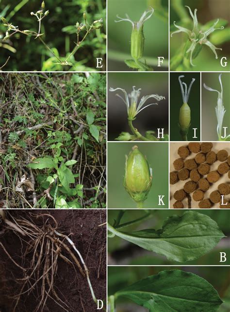 Species New to Science: [Botany • 2023] ﻿Silene ophioglossa