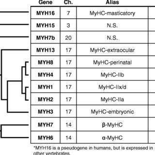 Sarcomeric Myosin Heavy Chain Genes Human Chromosome Ch Location