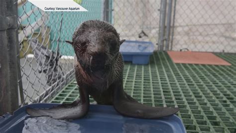 Rescued northern fur seal pup getting care at Vancouver Aquarium