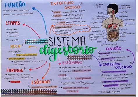Mapa Conceitual Do Sistema Digestivo Mapa Mental Del Aparato Digestivo