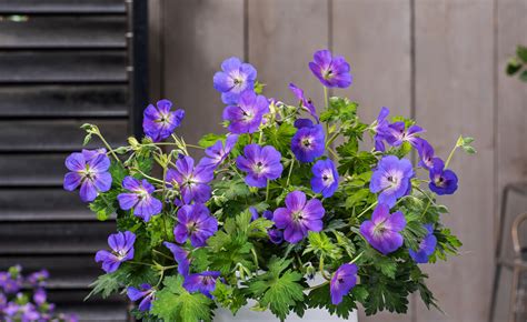 Scented Geranium Bloom Time at Ricky Payne blog