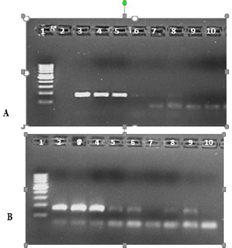 Pcr Assay For The Confirmation Of Cas9 In Putative Transgenic Potato Download Scientific