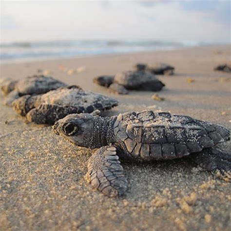 Best Places To See Sea Turtle Hatchlings