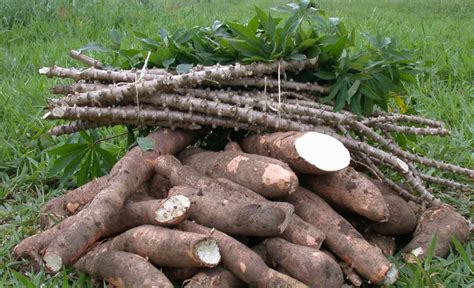 Mandioca De Mesa Entrega Alta Rentabilidade Aos Produtores CompreRural