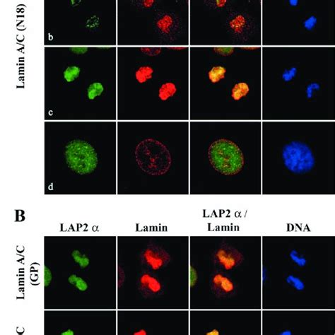 Cellular Distribution Of Lap2α And A And B Type Lamins In Hela Cells