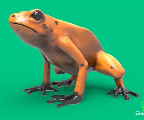 ArtStation - Golden dart frog | Resources