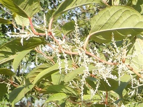 Wild Essex Species Japanese Knotweed