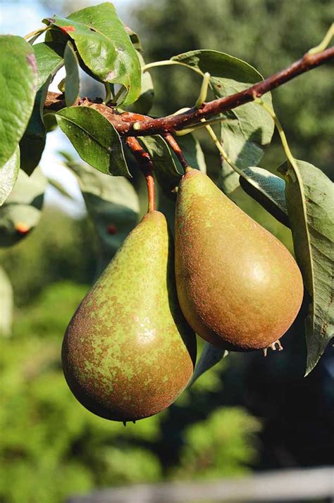 8 Tricks To Successful Pear Growing