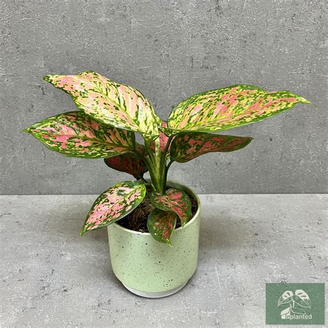 Aglaonema Crimson Love Inplanted Hu