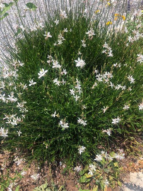 Gaura Lindheimeri Whirling Butterflies Picturethis