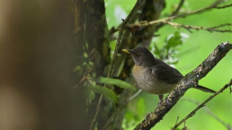 Mirla Parda Turdus Grayi El Palmar Santagueda Caldas Flickr