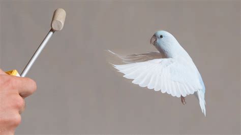 Training Birds to Aid a Scientific Breakthrough - The New York Times