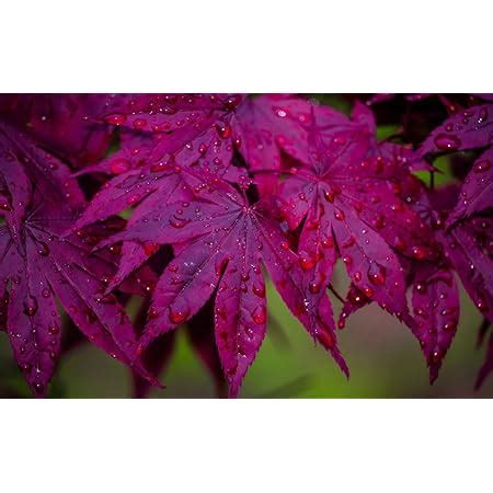 Amazon Scarlett Princess Japanese Maple Live Tree Not Seeds A