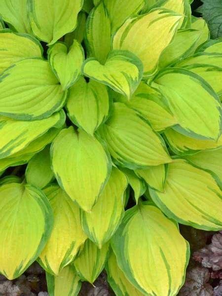 Juglone Tolerant Shade Plants For Black Walnut Tree Areas Shade