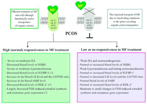 Factors Determining Responsiveness To Metformin And The Effectiveness