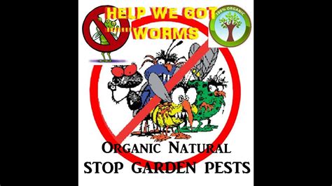 Organic Pest Control Tips Youtube