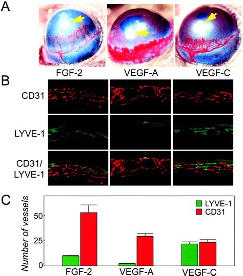 Comparative Evaluation Of FGF 2 VEGF A And VEGF CInduced