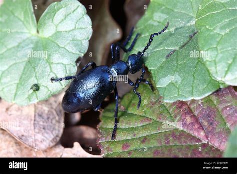 Violet Oil Beetle Meloe Violaceus On Ground Stock Photo Alamy