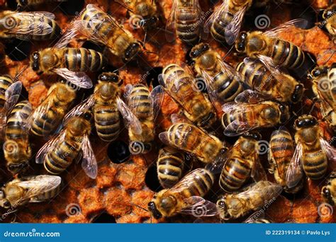 Les Abeilles Sur Le Travail Des Abeilles Sur Les Combs De Miel Fermer