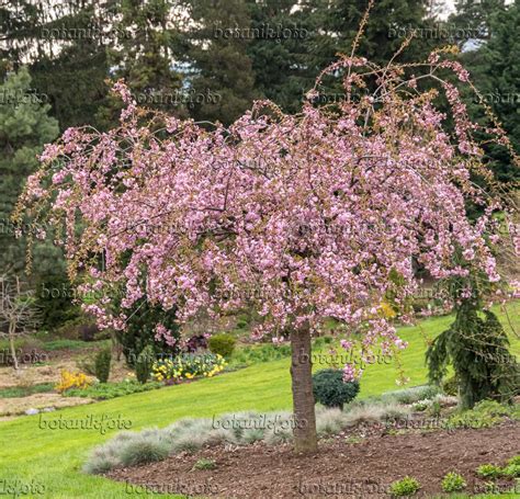 Images Prunus Serrulata Kiku Shidare Zakura Images Of Plants And