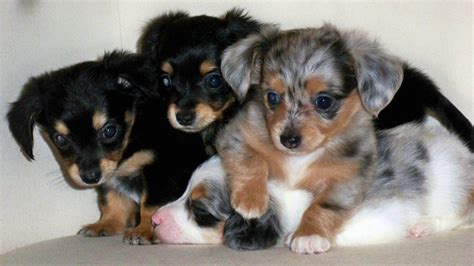 Dachshund Chihuahua Mix Black And Brown - Pets Lovers