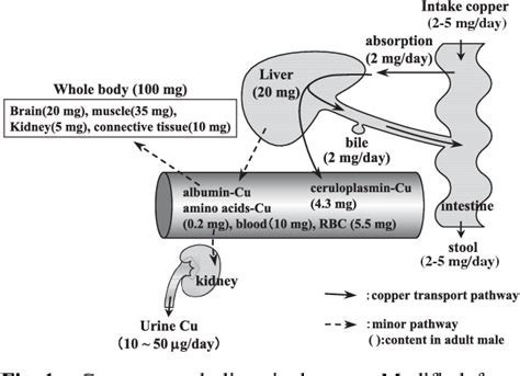 Figure 1 From Copper Metabolism And Copper Transport Disorders