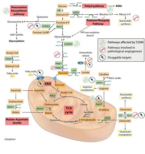 Frontiers Where Metabolism Meets Senescence Focus On Endothelial Cells