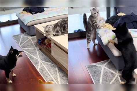 猫狗打架互不相让：狗子被猫咪狂虐，猫咪拼到指甲断裂猫咪猫狗指甲