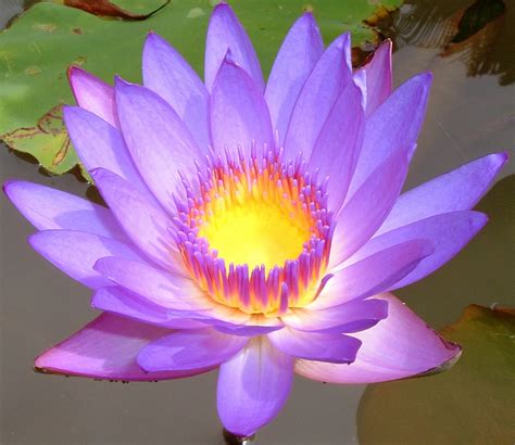 Beauty Flower Lotus Flowers