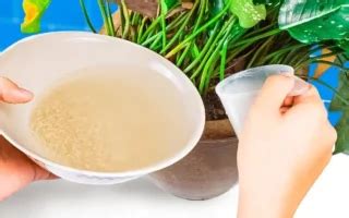 Facile Fruits Et L Gumes Faire Pousser En Pot Sur Son Balcon