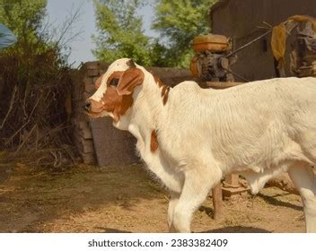 Pakistani Cow Images Stock Photos D Objects Vectors